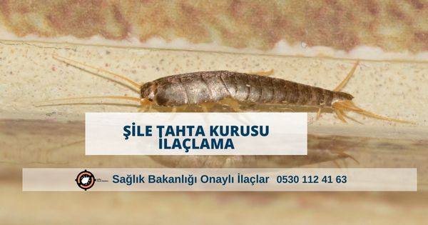 Şile tahta kurusu ilaçlama