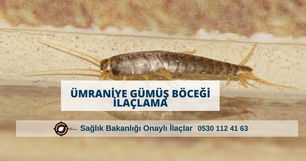Ümraniye Gümüş Böceği İlaçlama