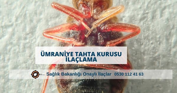 Ümraniye tahta kurusu ilaçlama